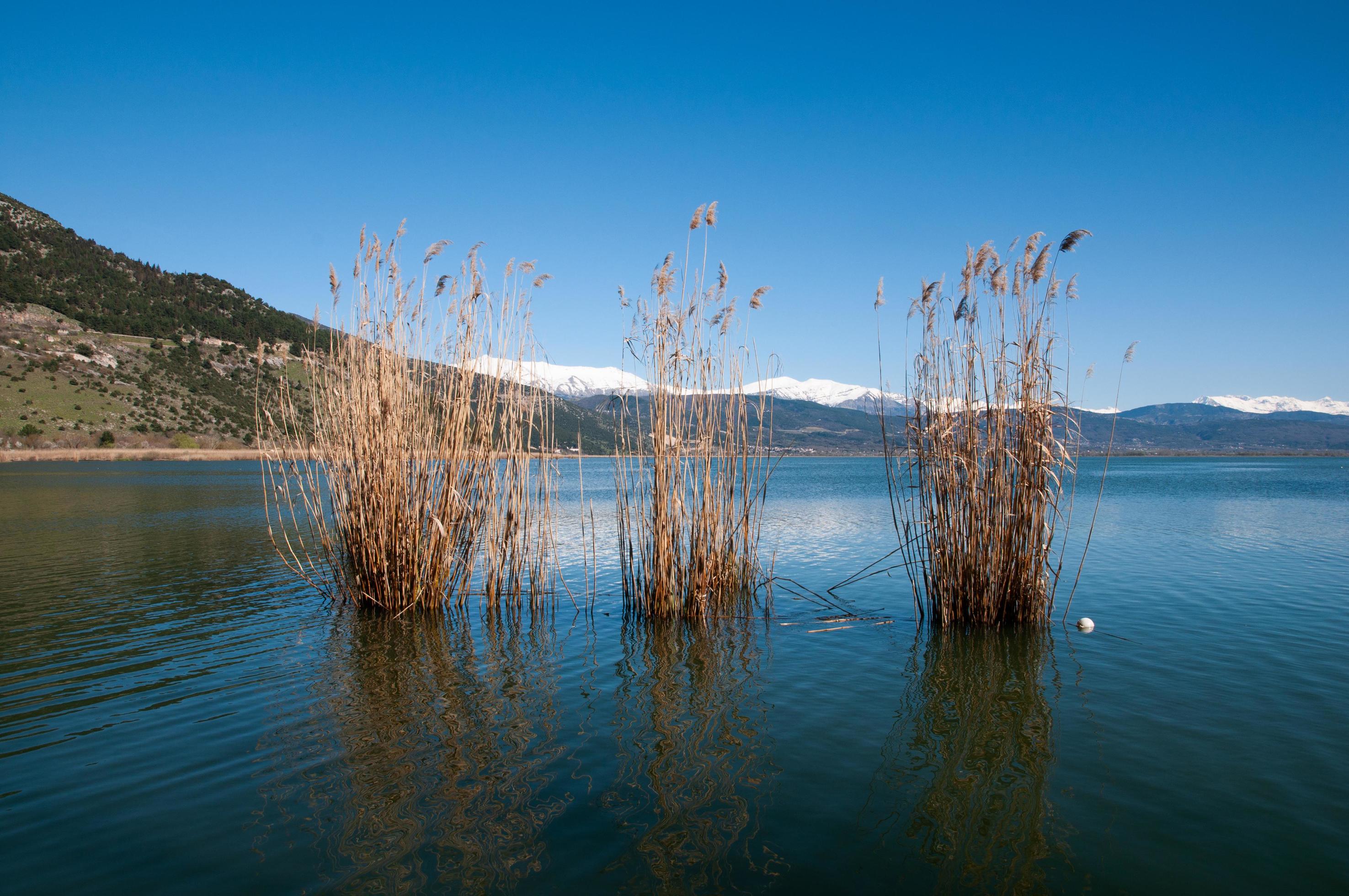 The reed in the lake Pamvotida Ioannina,Greece 10972814 Stock Photo at