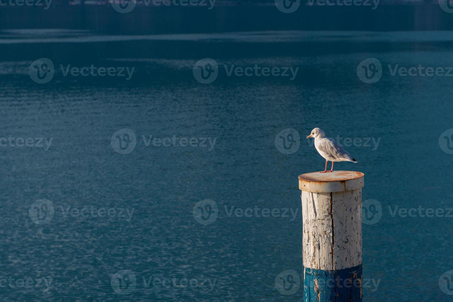 Seagull resting on a fence photo
