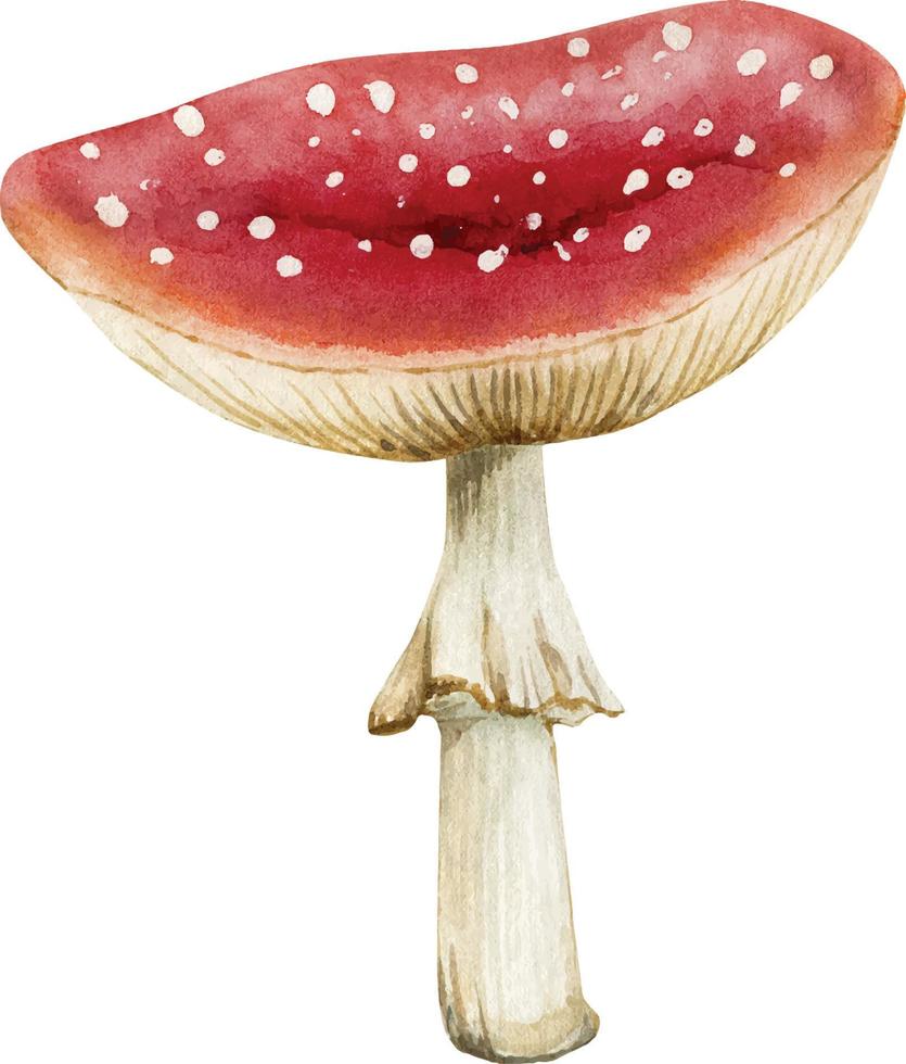 Watercolor illustration of red mushroom fly agaric. vector