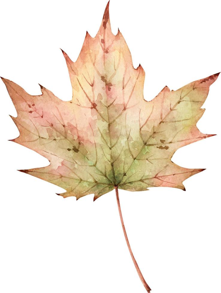 maple autumn leaf, illustration watercolor vector