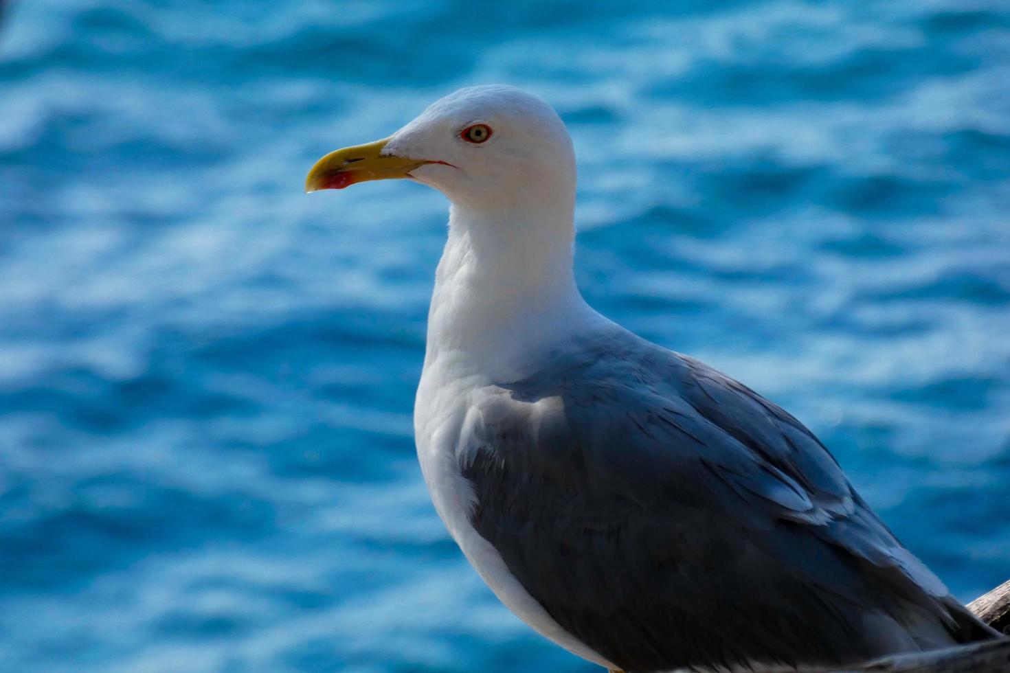 Seagull on seabed on the Catalan coast, Spain photo