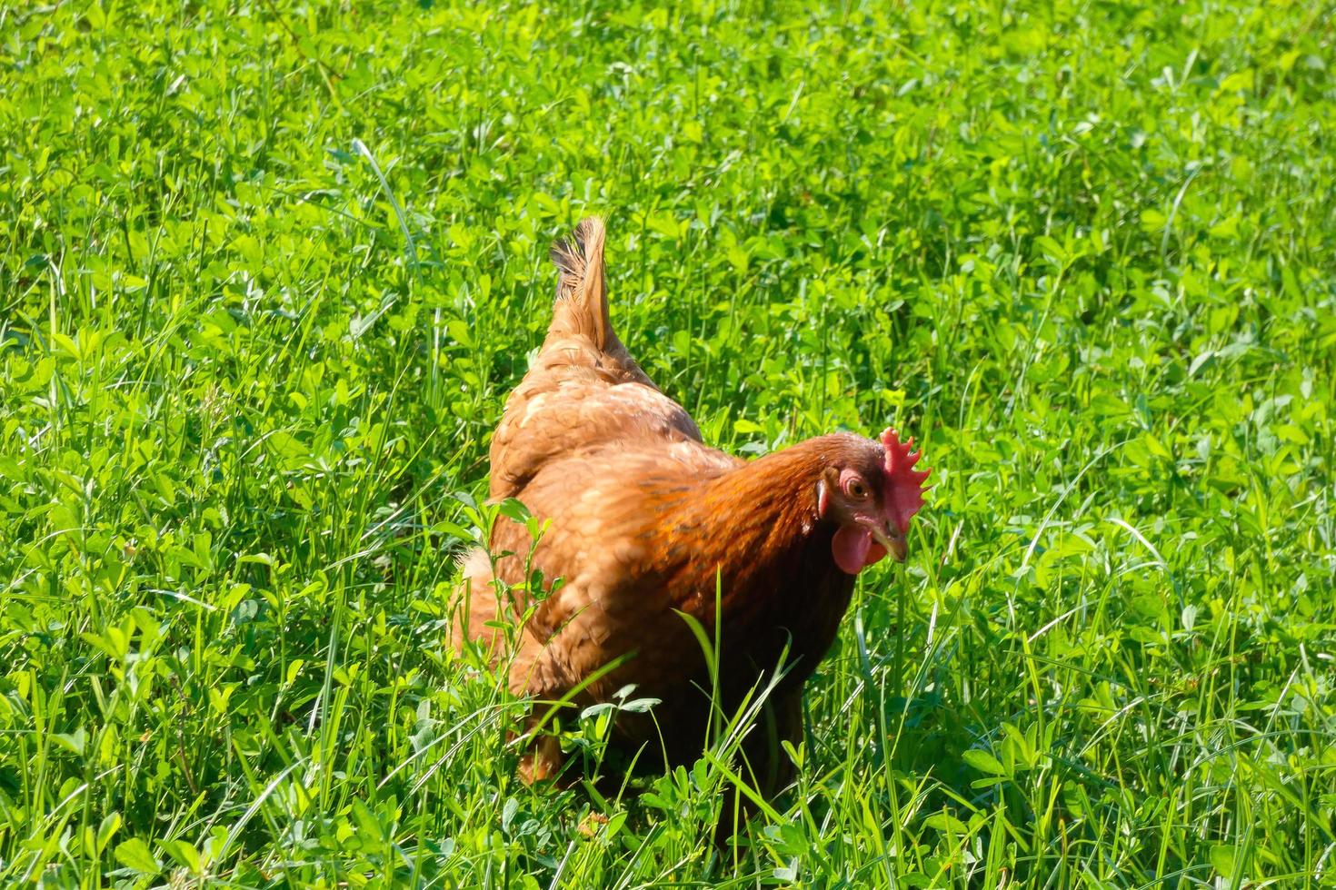 Hens in semi-freedom eating from the ground photo