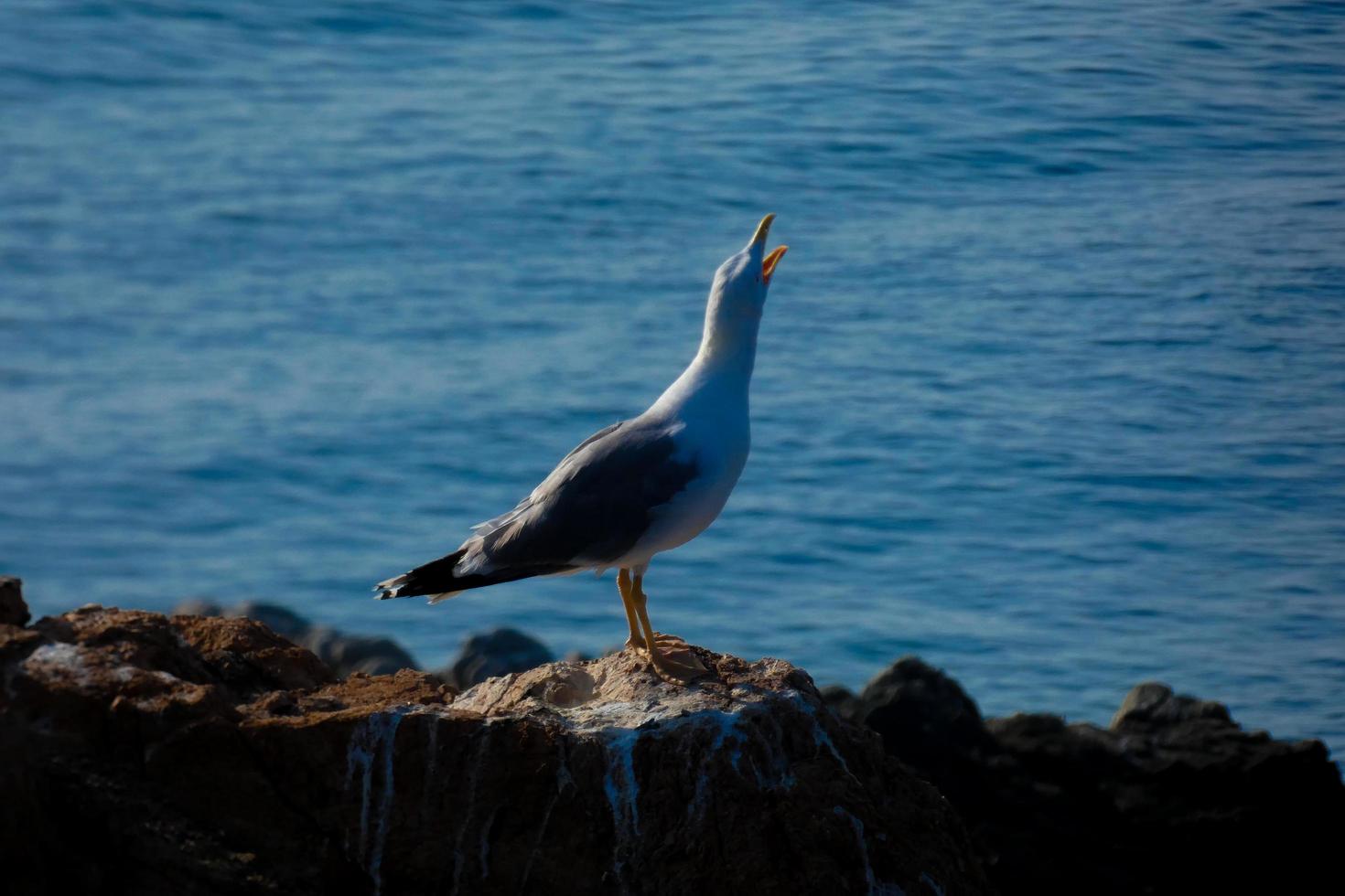 Seagulls on the Mediterranean coast of the Catalan Costa Brava photo