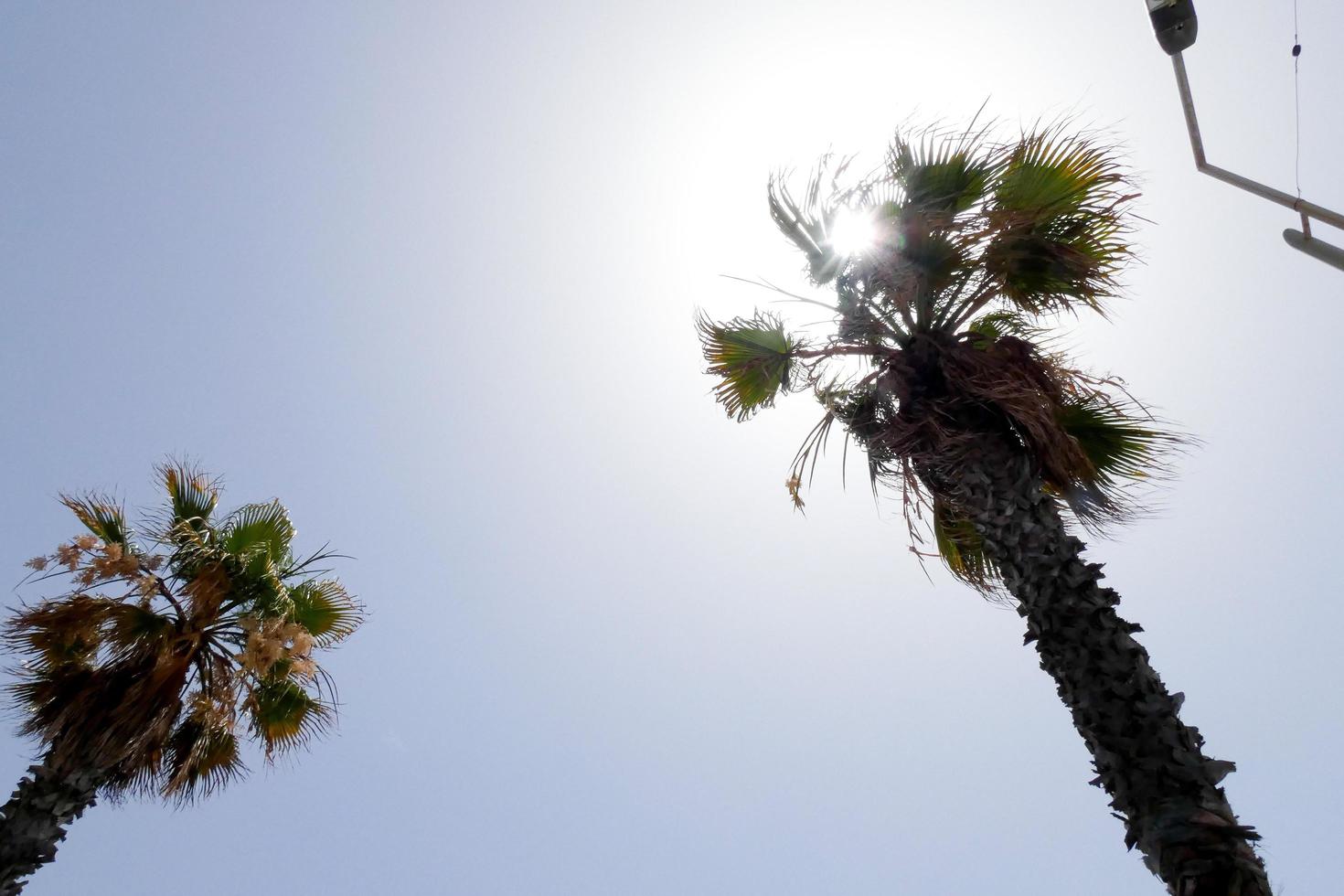 Tropical palm trees under the hot summer sun photo