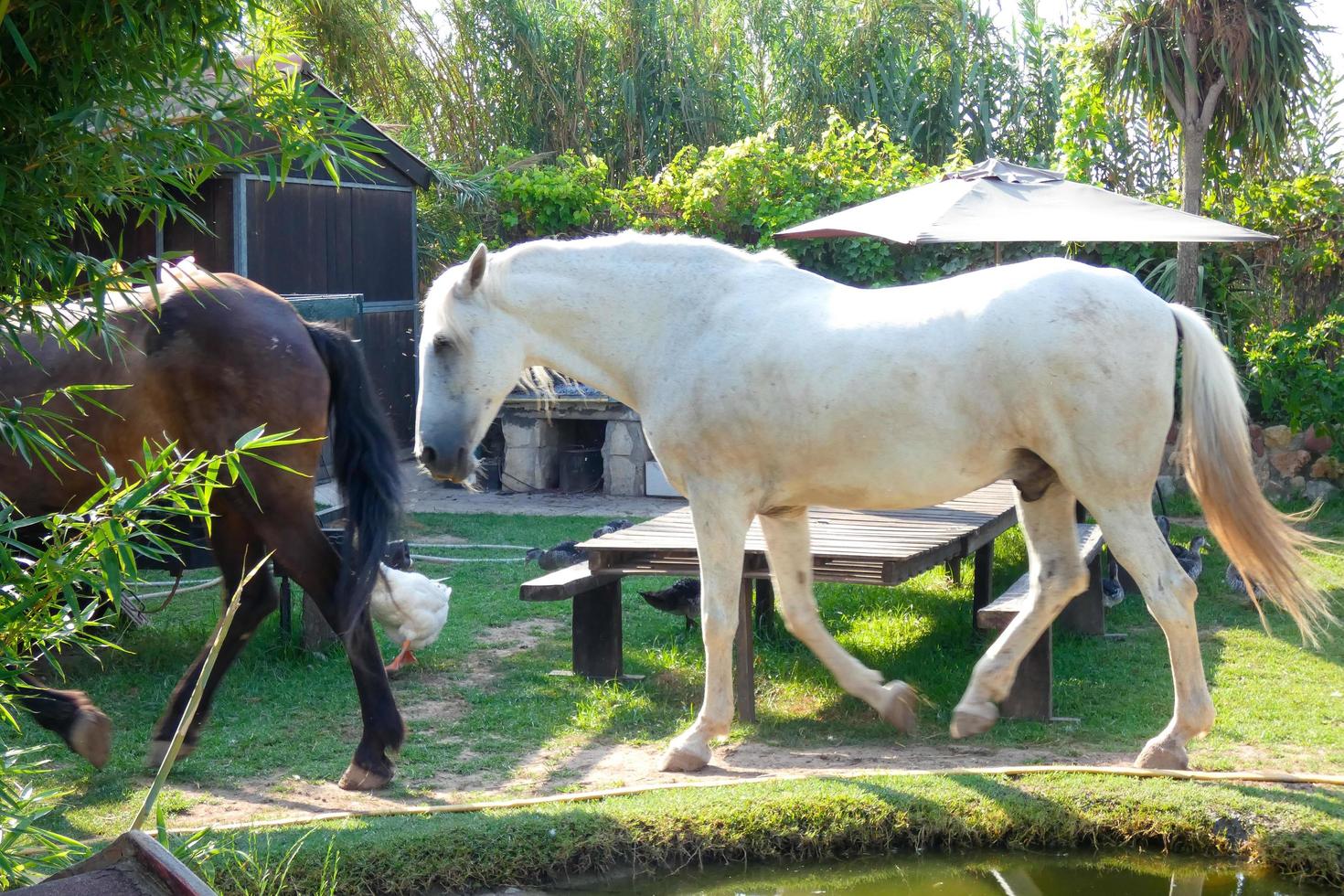 caballos comiendo tranquilamente en el huerto en un día soleado foto