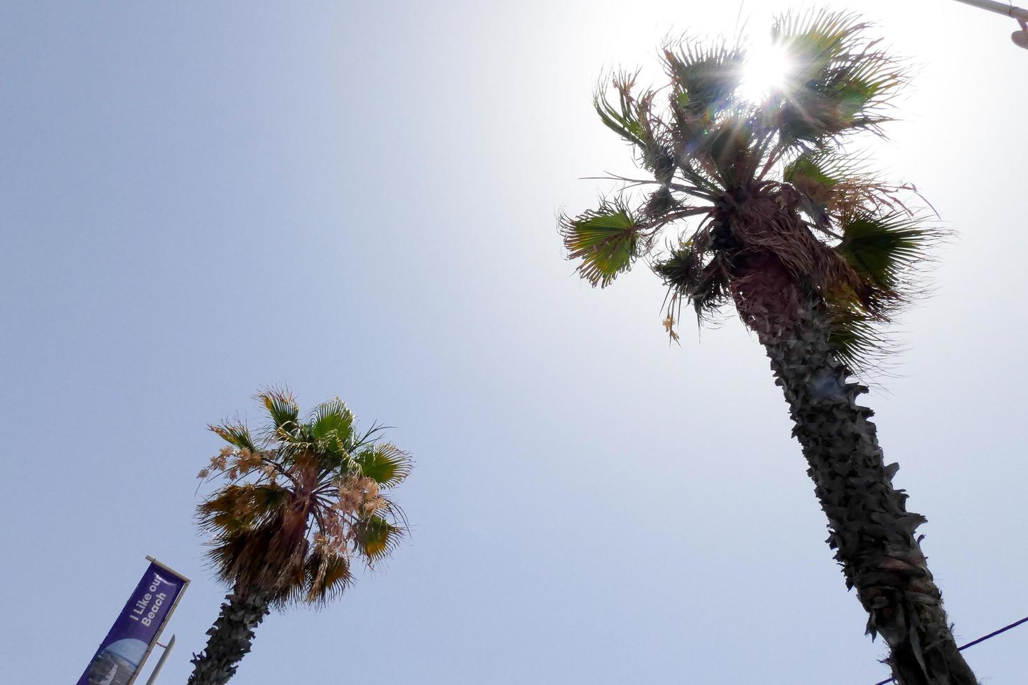 Tropical palm trees under the hot summer sun photo