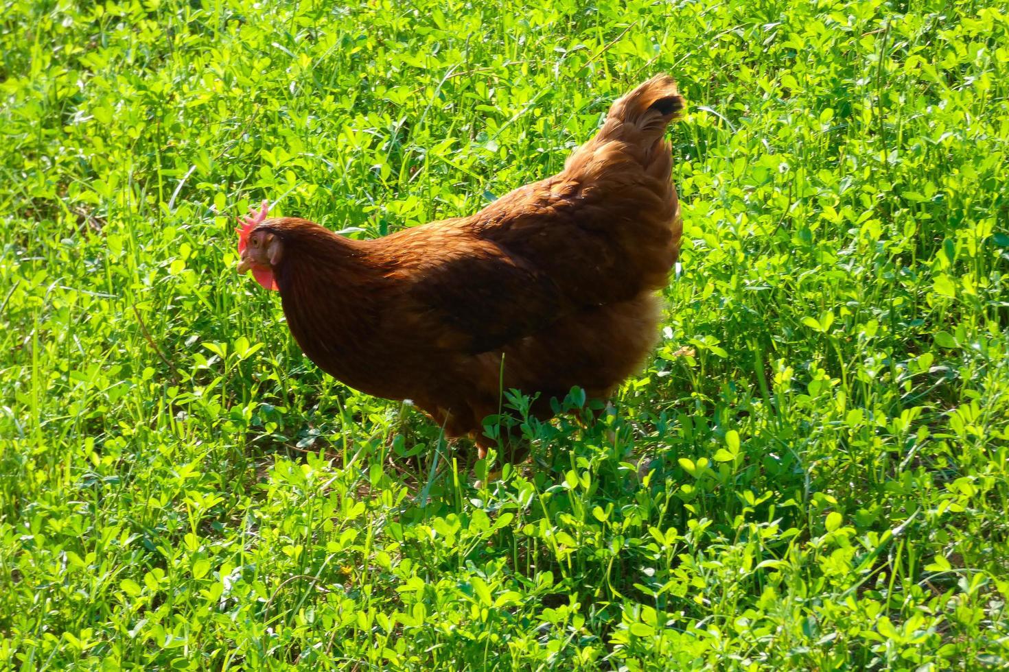 Hens in semi-freedom eating from the ground photo