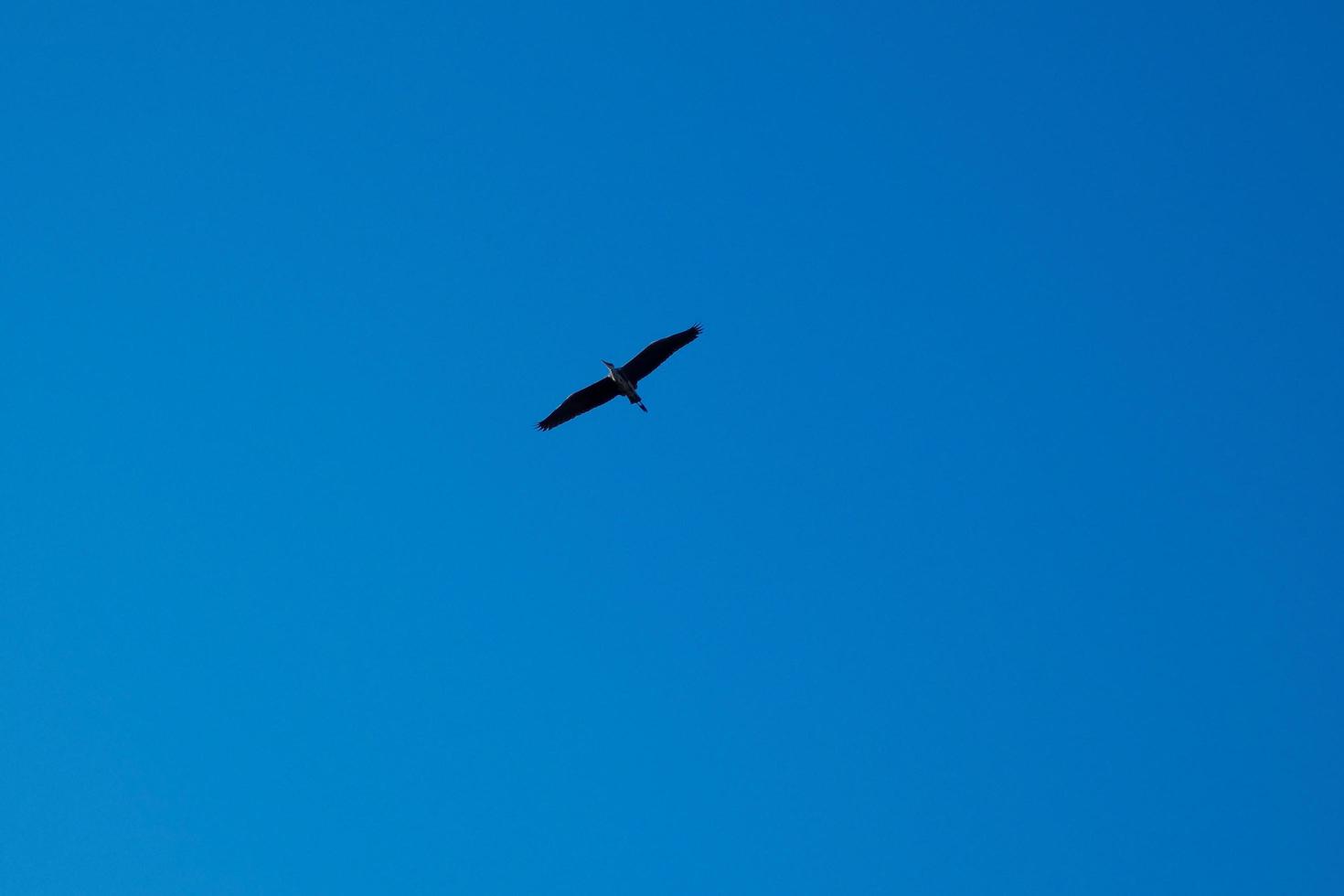 Large bird flying under a clear blue sky photo