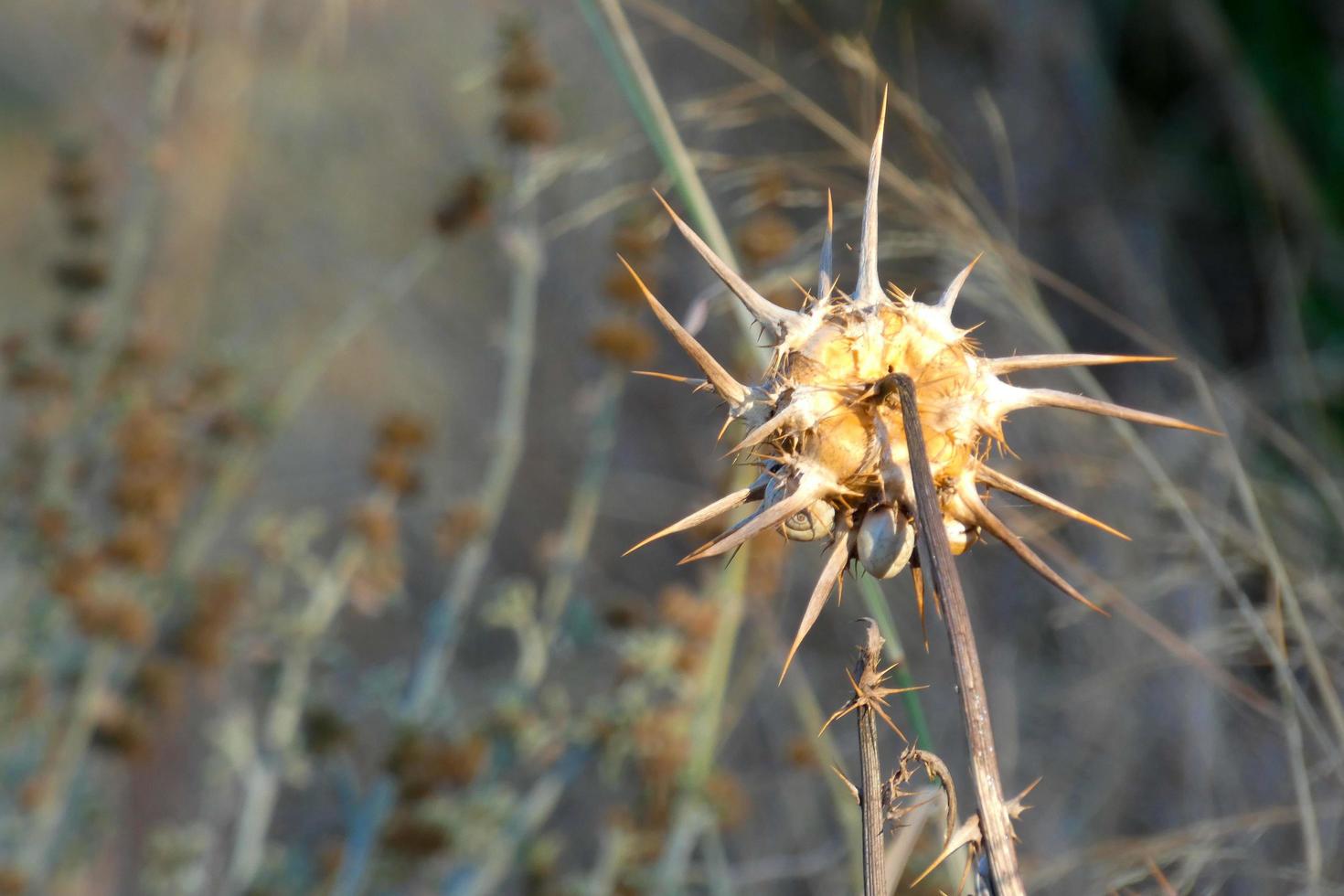 Thistle flower, brownish in colour, dries in summer photo