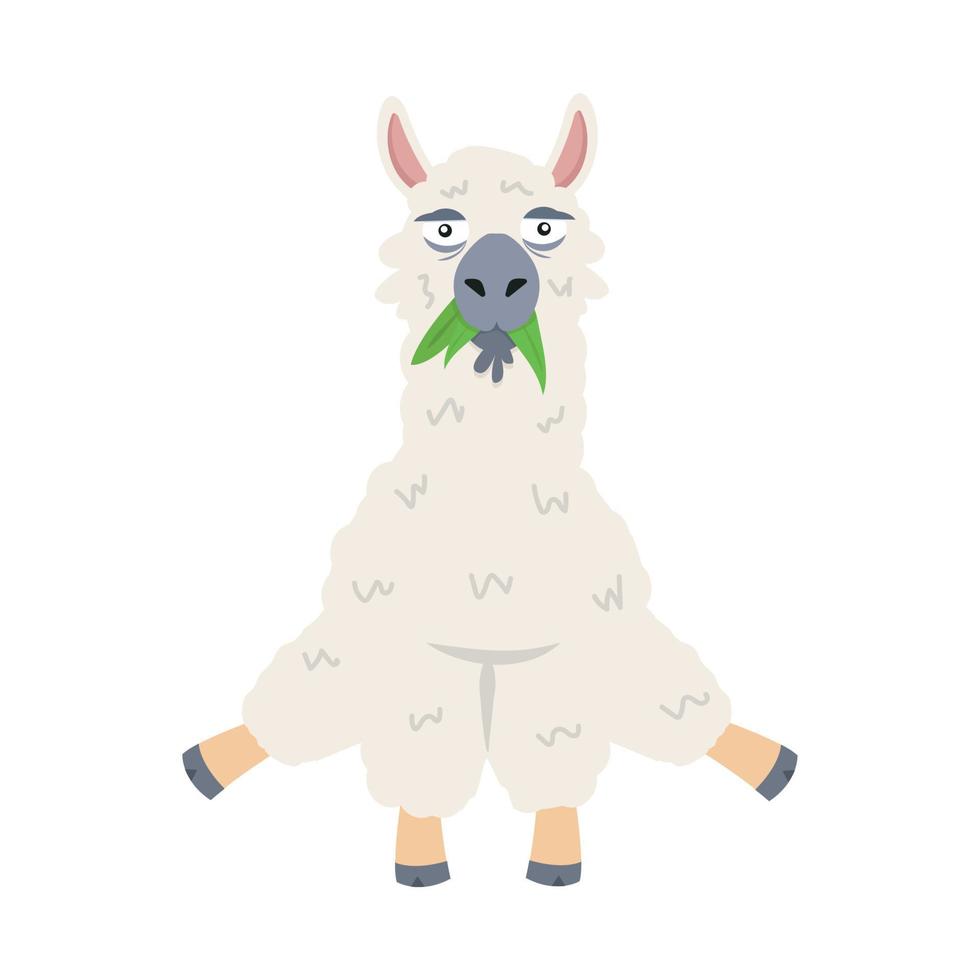 Cute alpaca eat grass vector