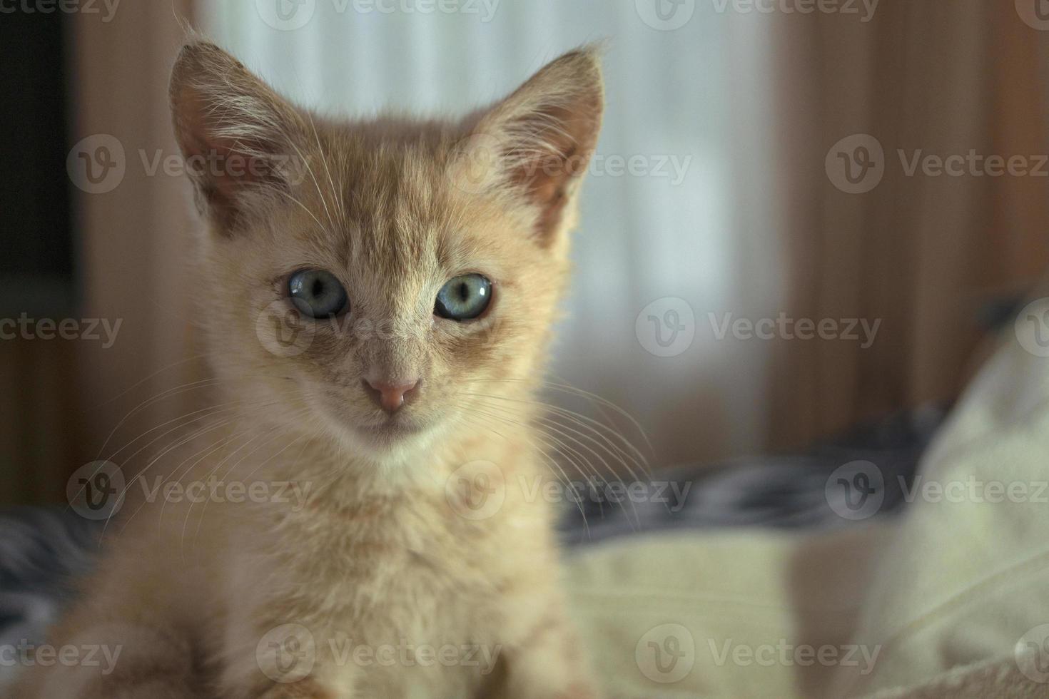 Beautiful light brown baby kitten resting on the bed between white sheets looking forward against dark unfocused background photo