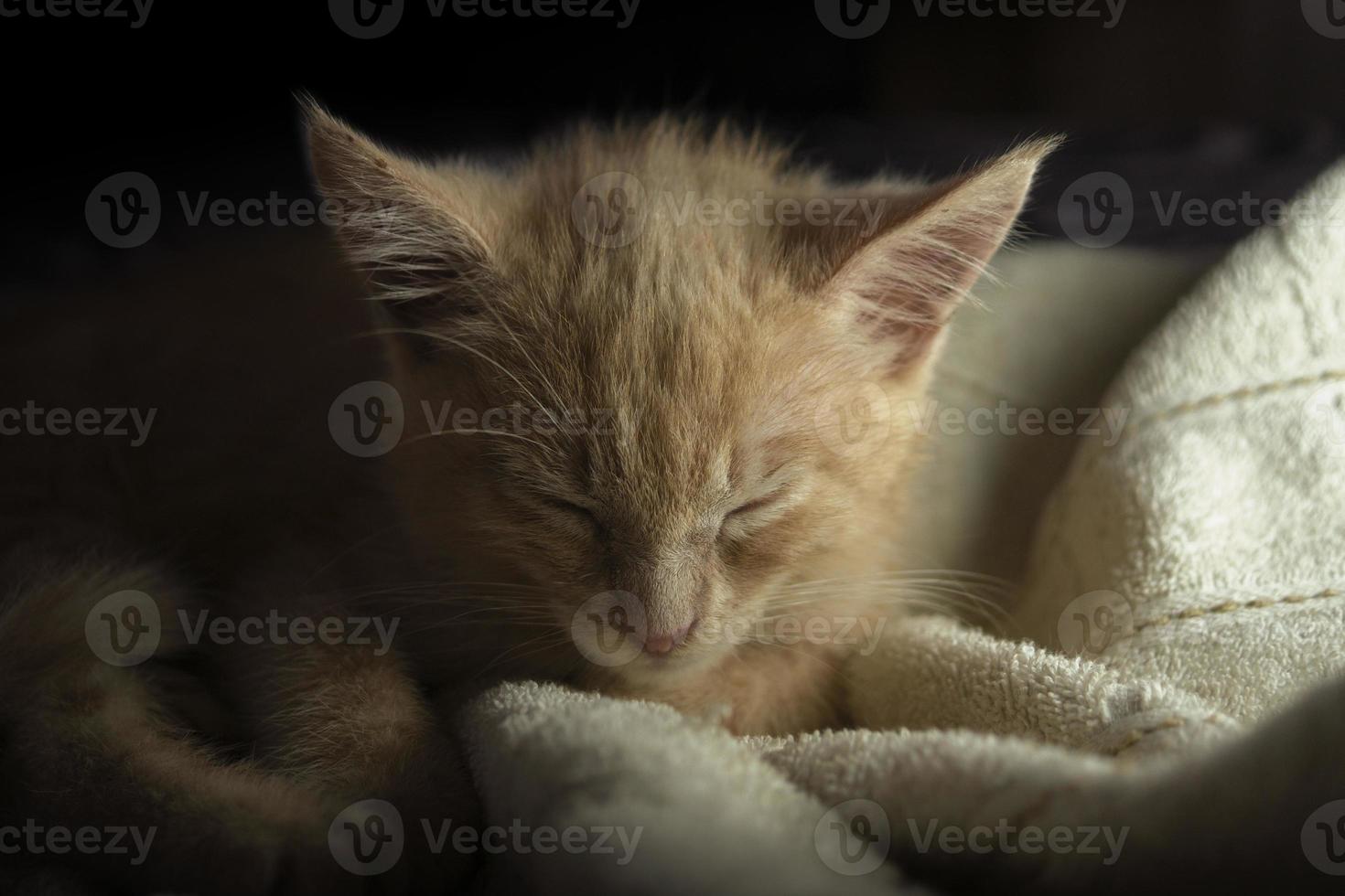 Beautiful light brown baby kitten seen from the front sleeping under white sheets on the bed against a dark background photo