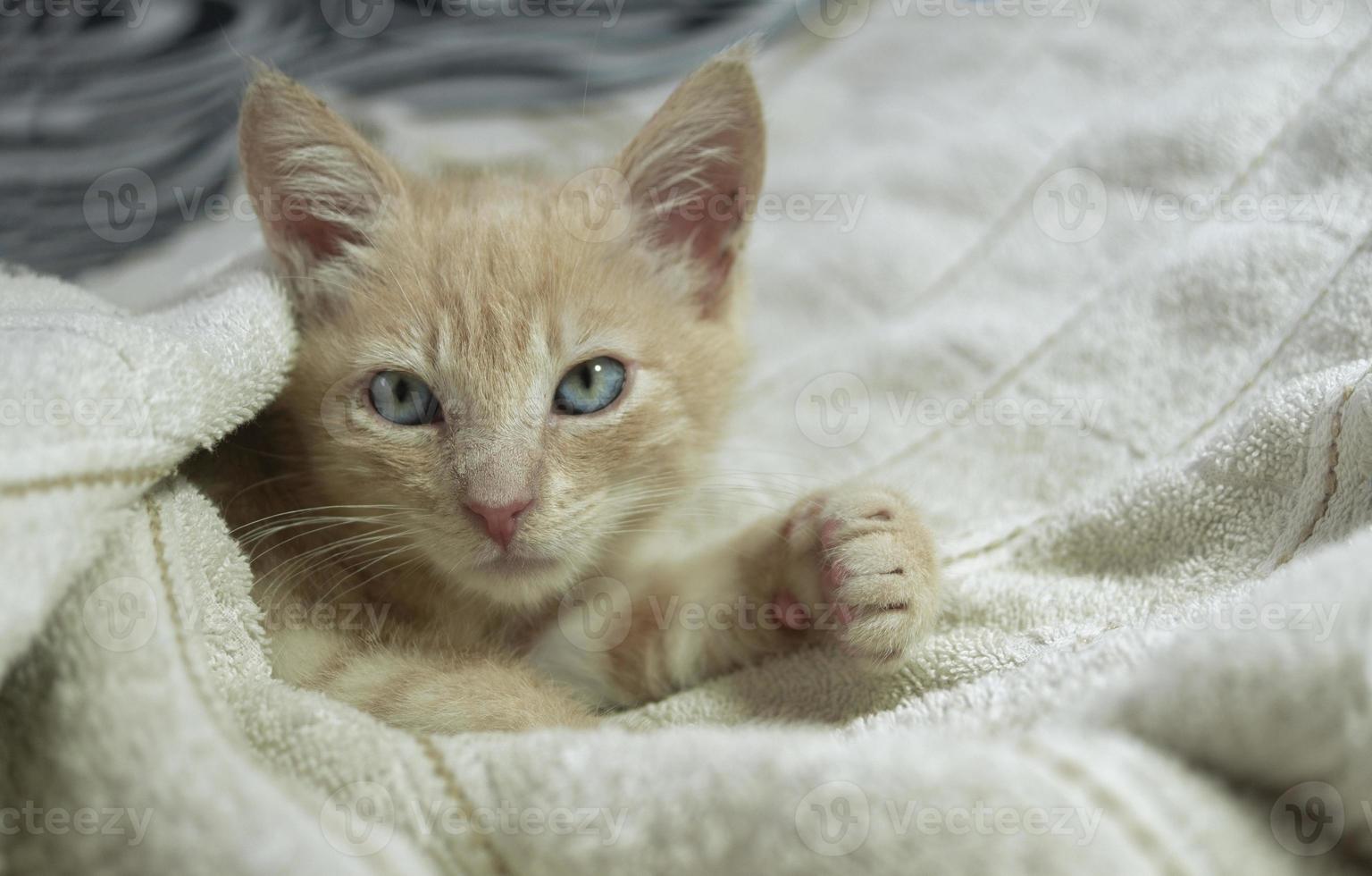 Beautiful light brown baby kitten lying under white sheets on the bed looking forward against unfocused background photo