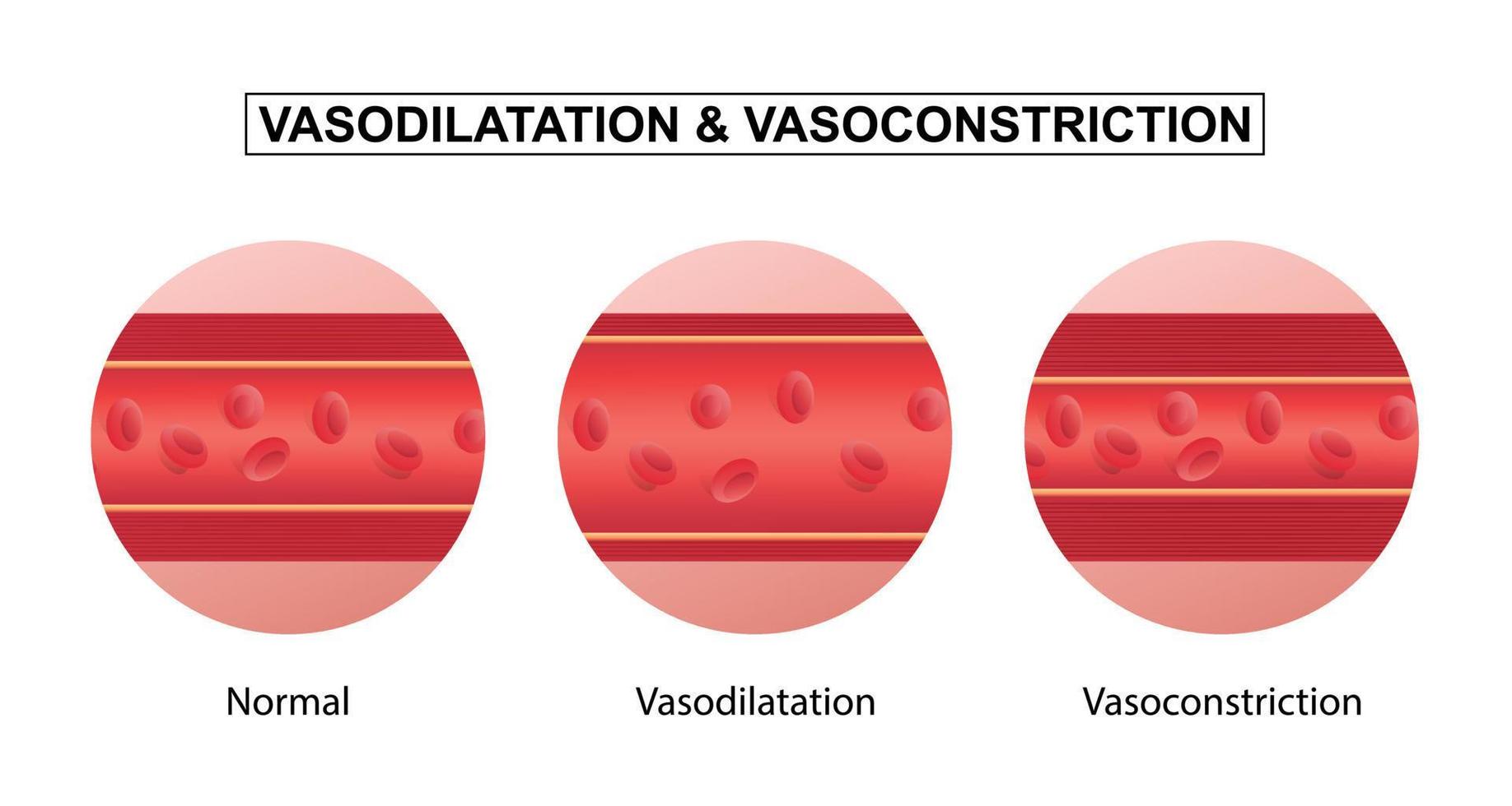 Vasodilation and vasoconstriction. comparison of Blood vessels. vector