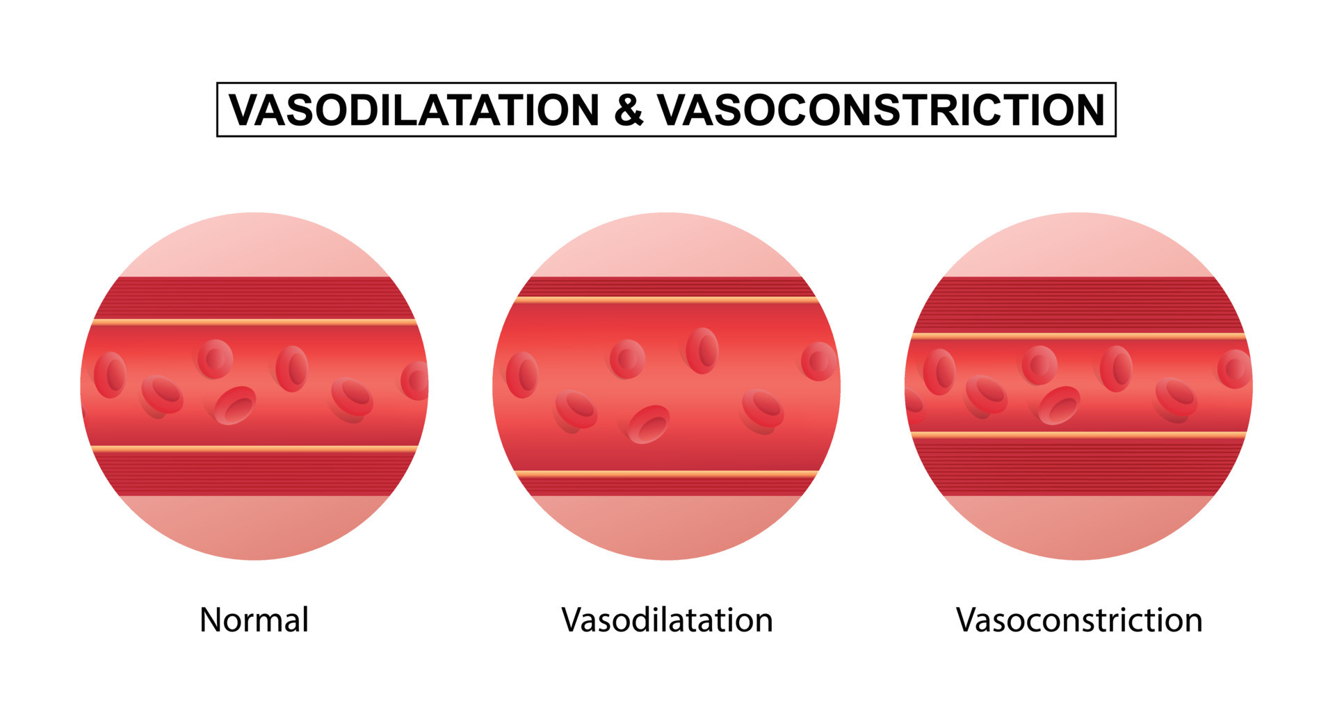 Vasodilation and vasoconstriction. comparison of Blood vessels. 10978238 Vector Art at Vecteezy