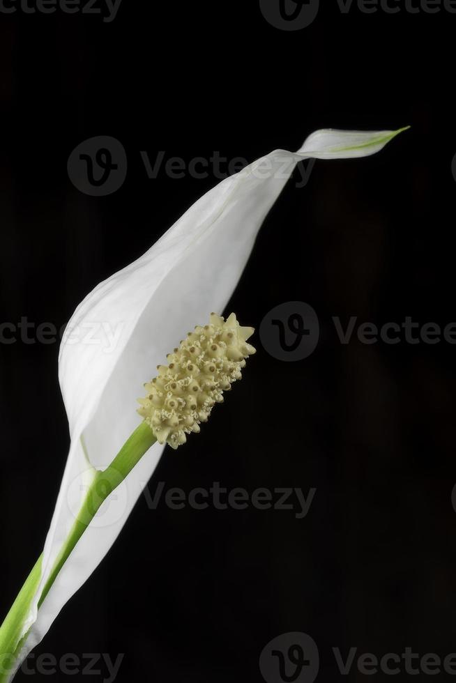 Lone white blooming calla flower photo