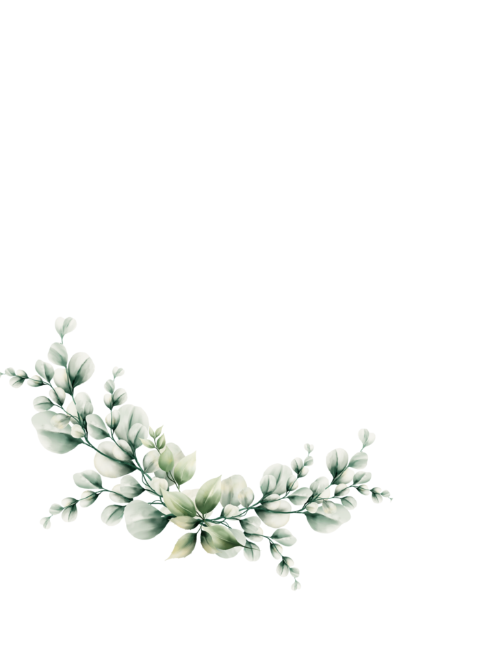 Watercolor eucalyptus leaf png