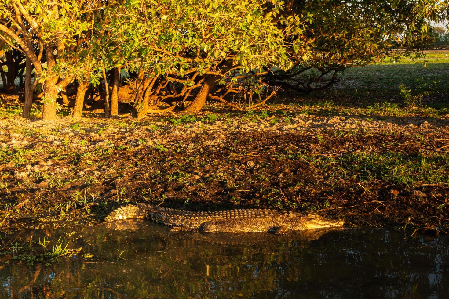 Crocodile in a billabong photo