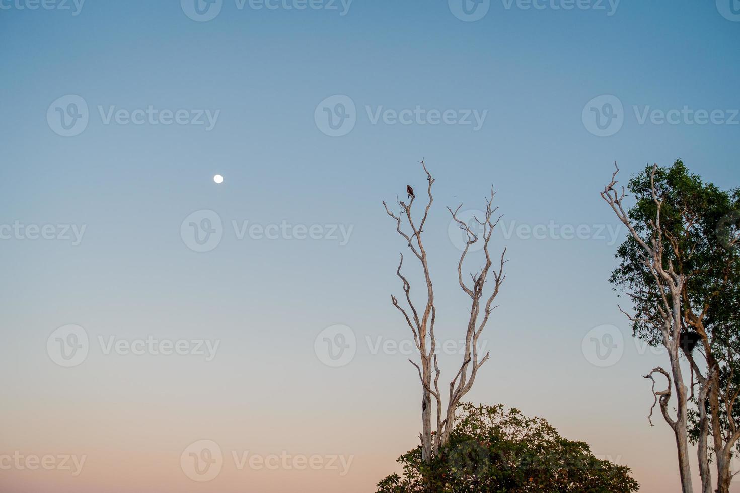 Whistling kite at dawn photo