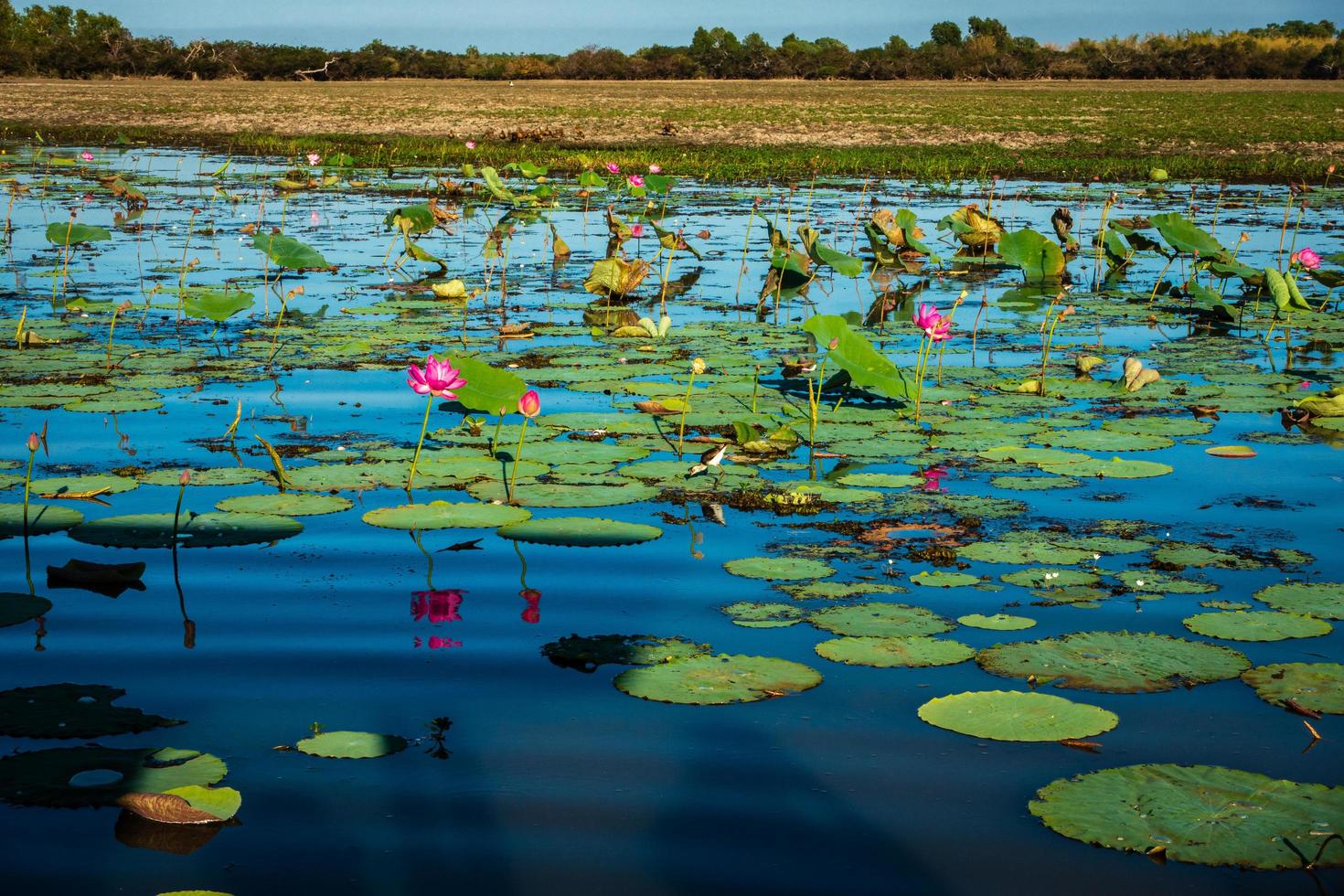 nenúfares en un billabong foto