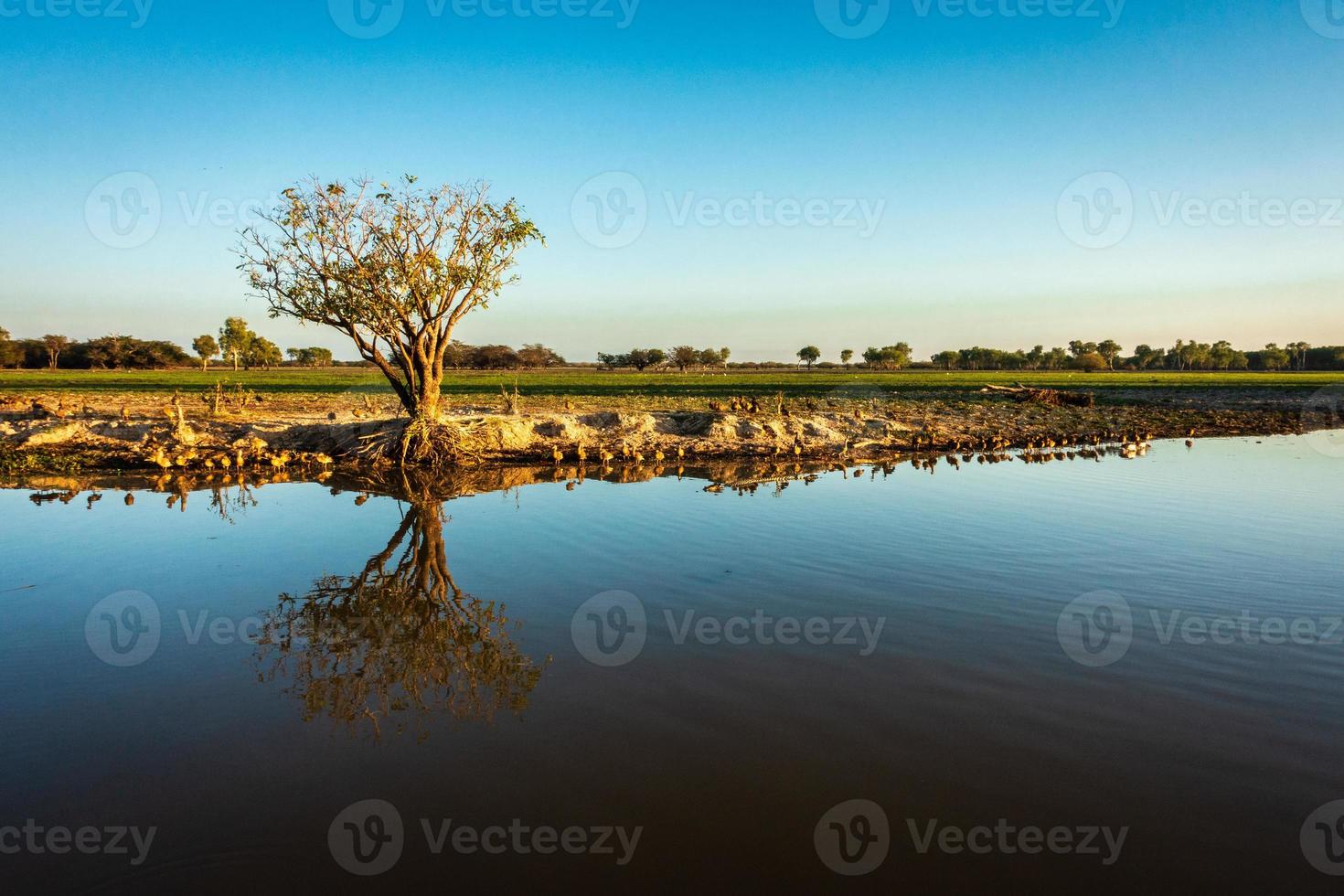 reflection of tree on billabong photo