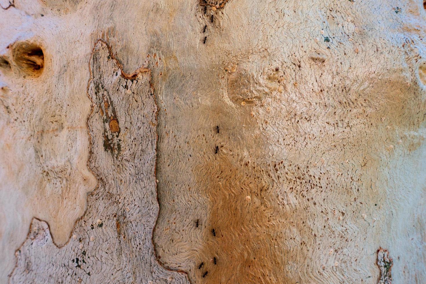 Ants walking up Eucalyptus photo