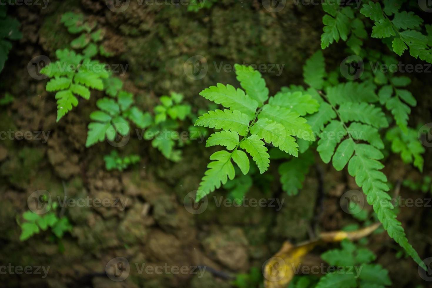 The green leaves of ferns or frond is nonflowering plant and that reproduce by spores. It can grows in tropical area. photo