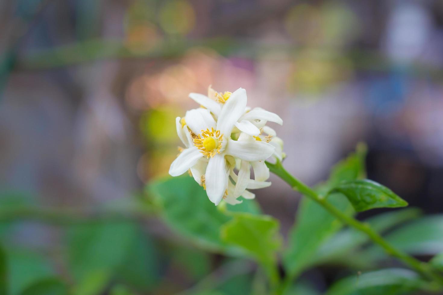 flores de lima blanca, frescas y fragantes en el tilo con fondo bokeh. foto