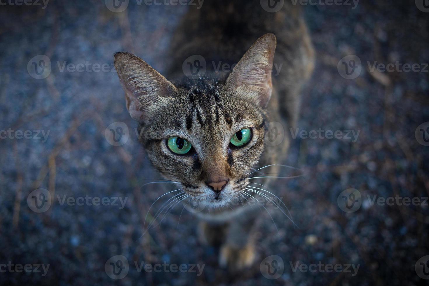 cara de tigre cara de gato nativo se acerca. ojos verdes, las orejas están paradas en el suelo rocoso. foto