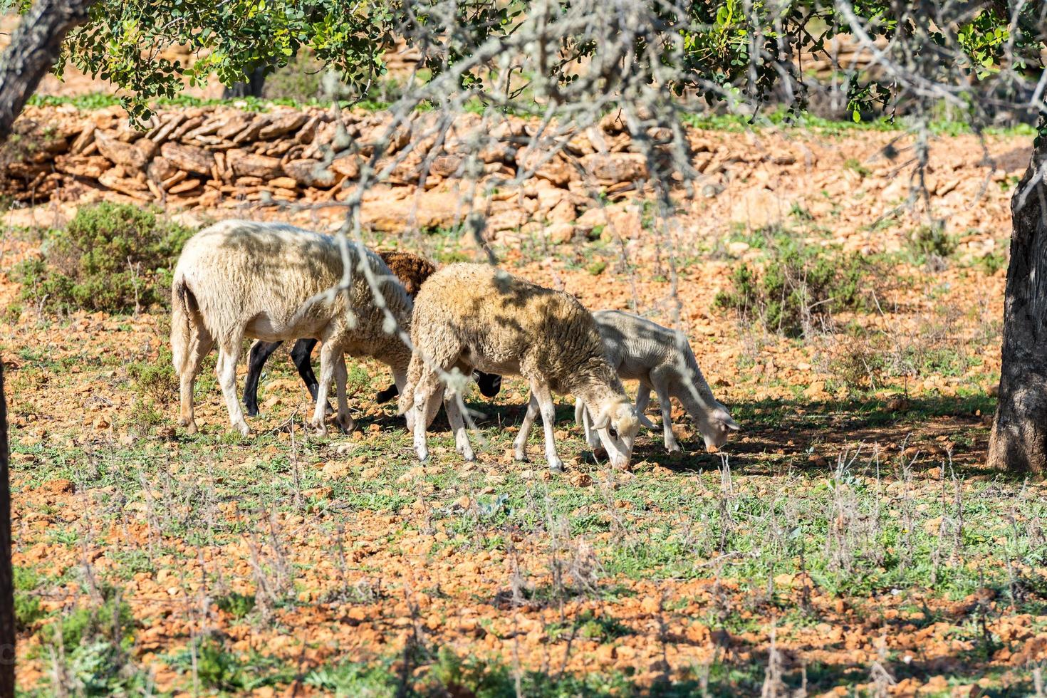 rebaño de ovejas en el campo de invierno en sant mateu de la albarca, ibiza, españa. foto