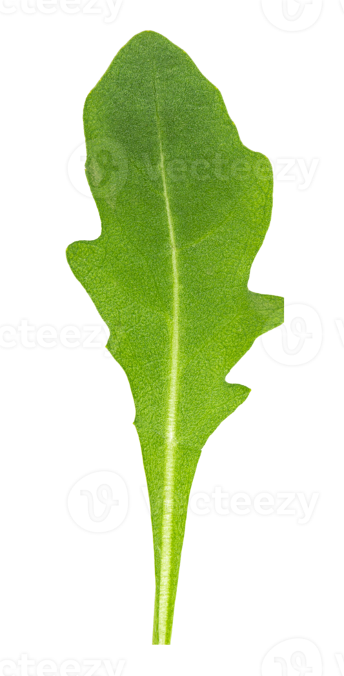 fresco verde spinaci rucola tagliare su png