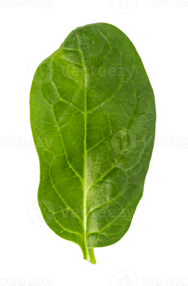 feuille d'épinard vert frais, basilic découpé png