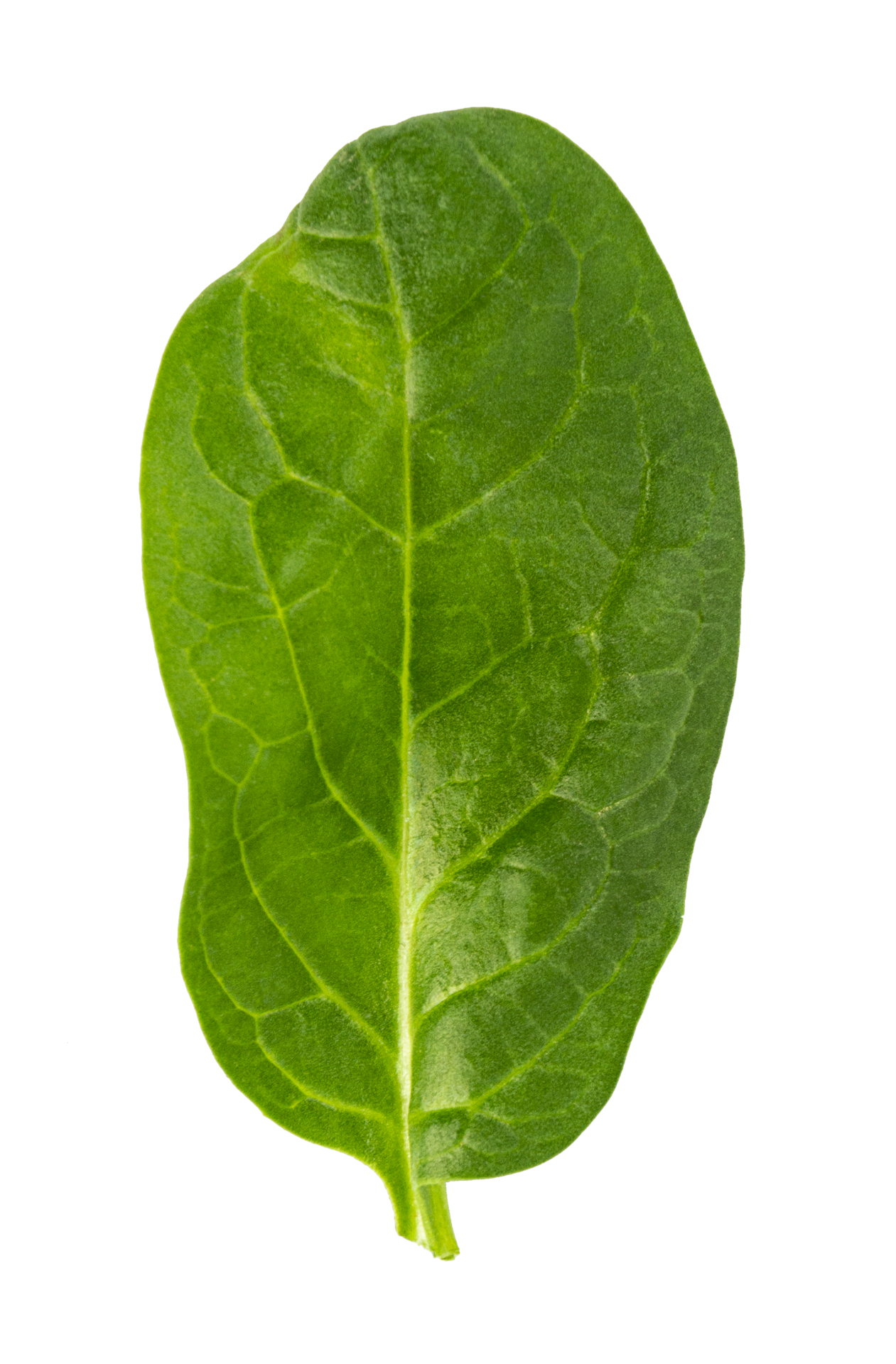 fresh green spinach leaf, basil cut out 10985430 PNG