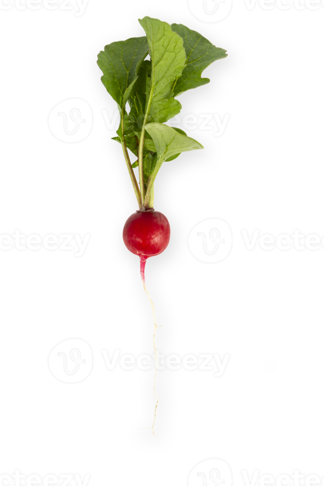 Free rábano rojo con hojas verdes cortadas 10985648 PNG with