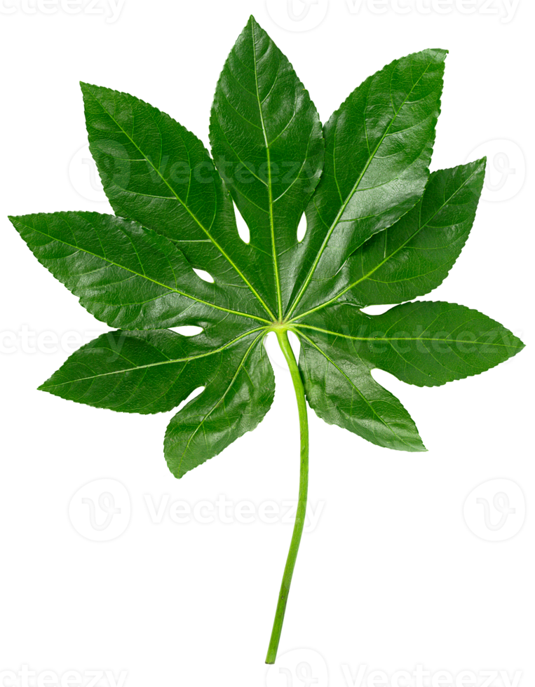 groen kleurrijk bladeren schattig uit. geïsoleerd Aan wit achtergrond png