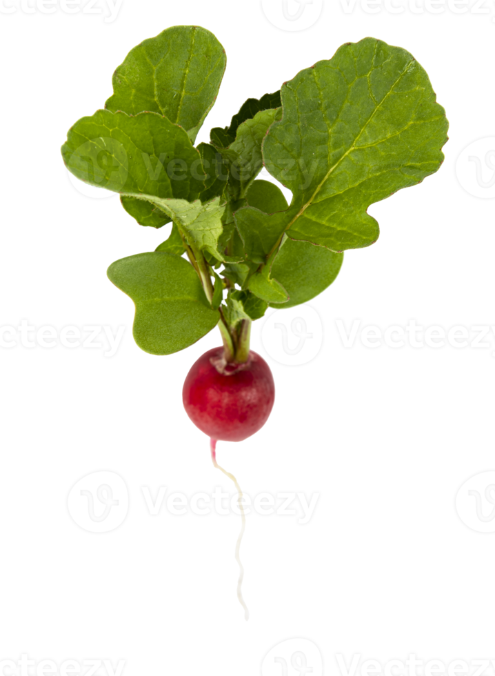 Red radish with green leaves cut out png