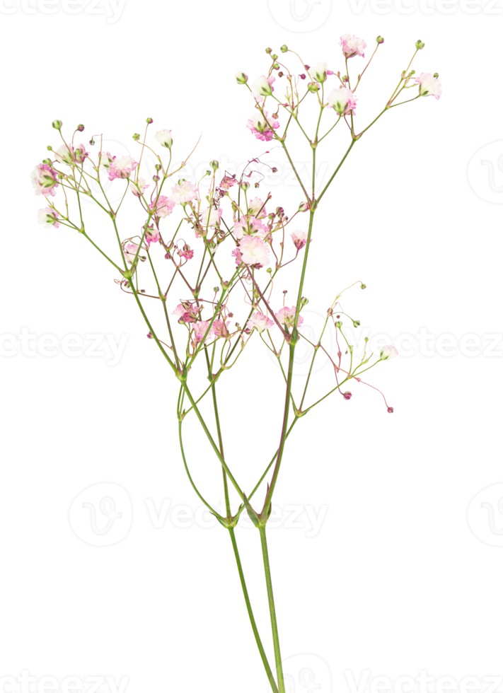 colorful grass flowers on trunk cut out.  isolated on white background. png