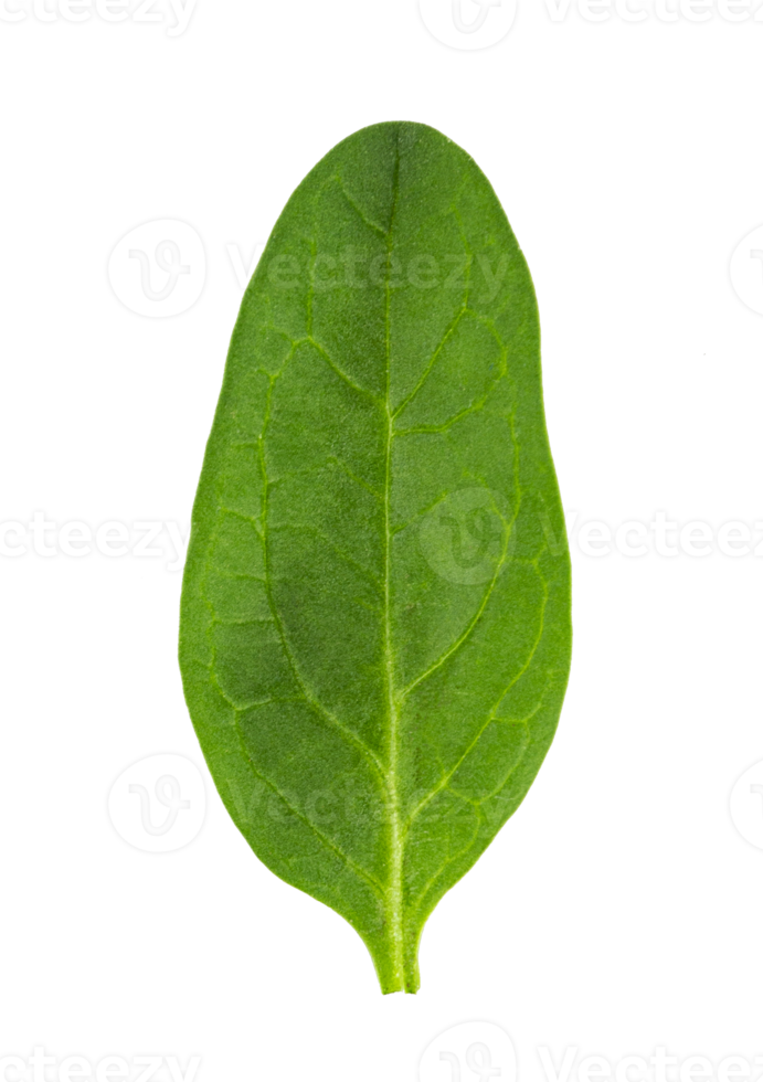 fresh green spinach leaf, basil cut out png