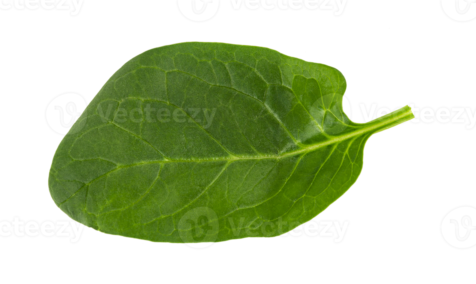 fresh green spinach leaf, basil cut out png