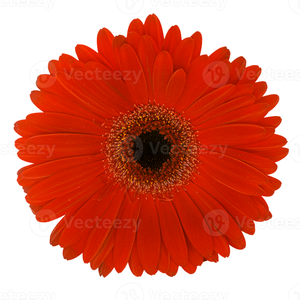 Red gerbera flower cut out. isolated on white background. png