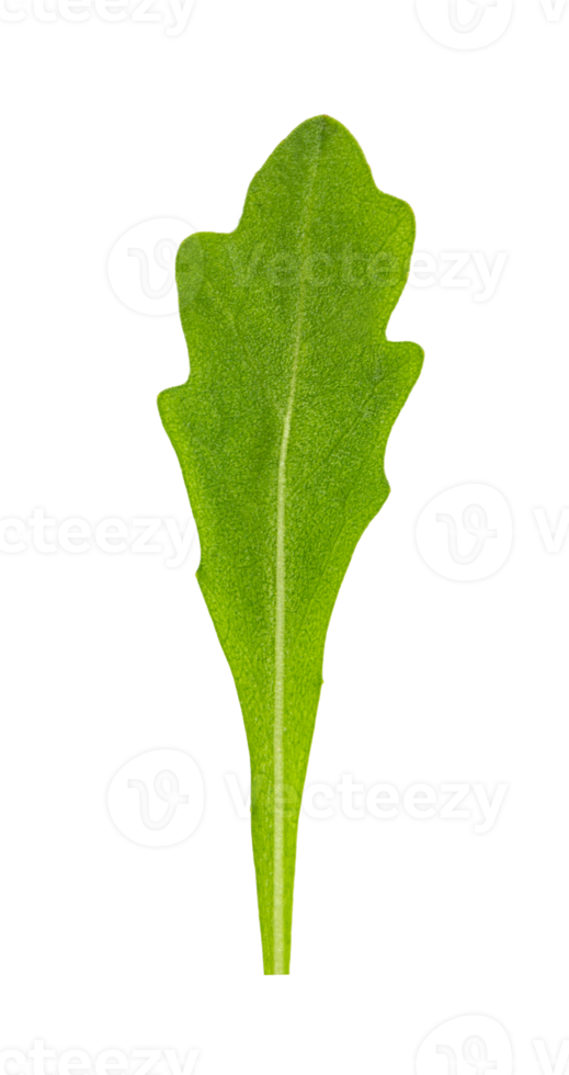 fresco verde spinaci rucola tagliare su png