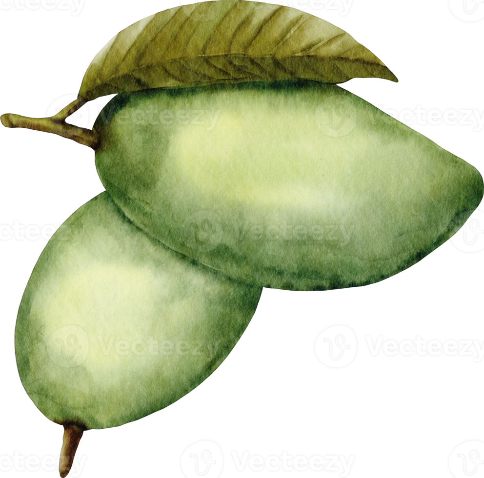 waterverf mango klem kunst png