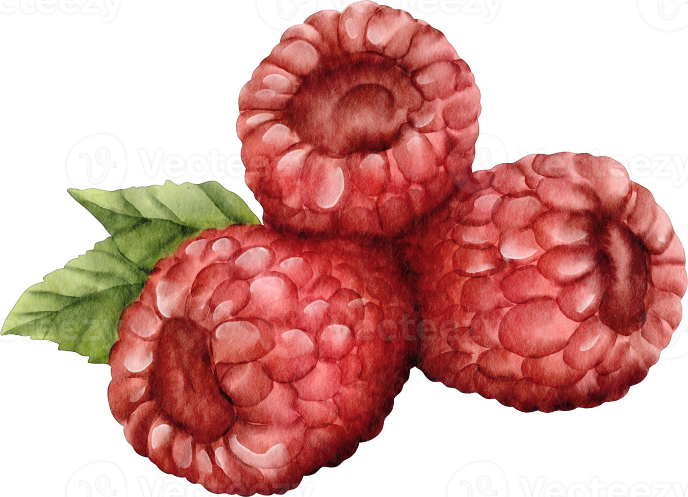 watercolor raspberry clip art png