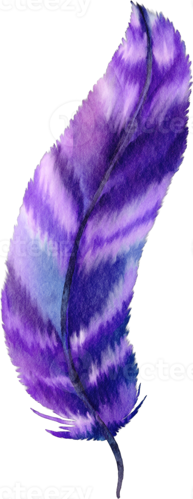 watercolor purple feather png