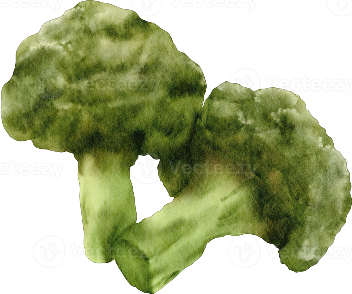 vattenfärg broccoli klämma konst png