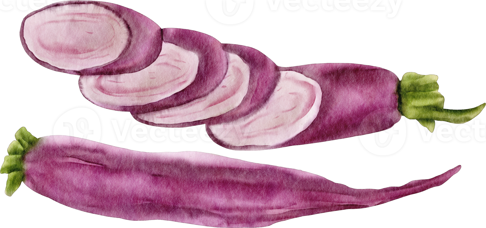 watercolor radish clip art png