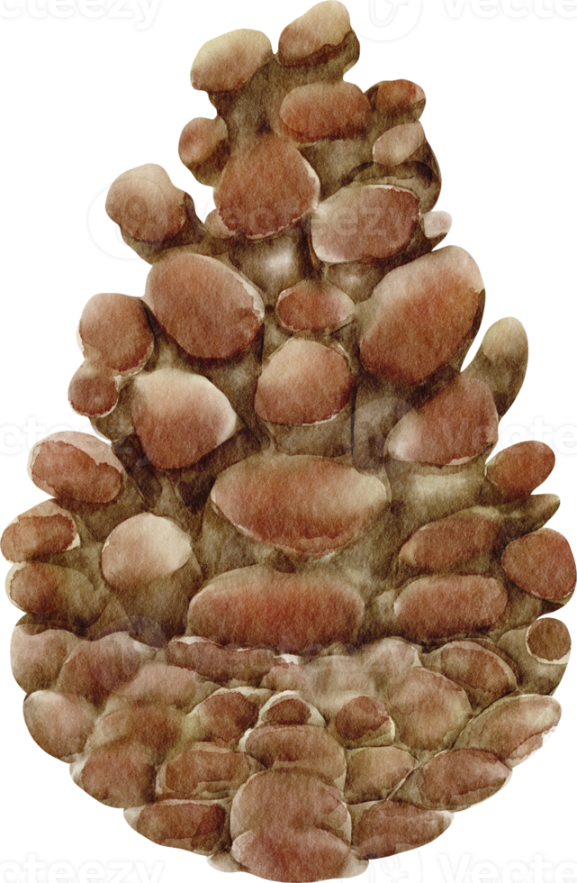 vattenfärg tall nöt png