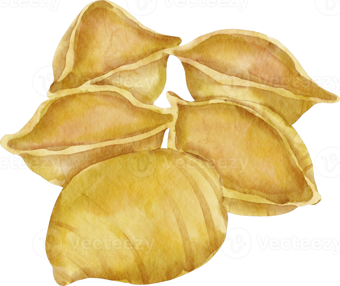 waterverf pasta conchiglie png