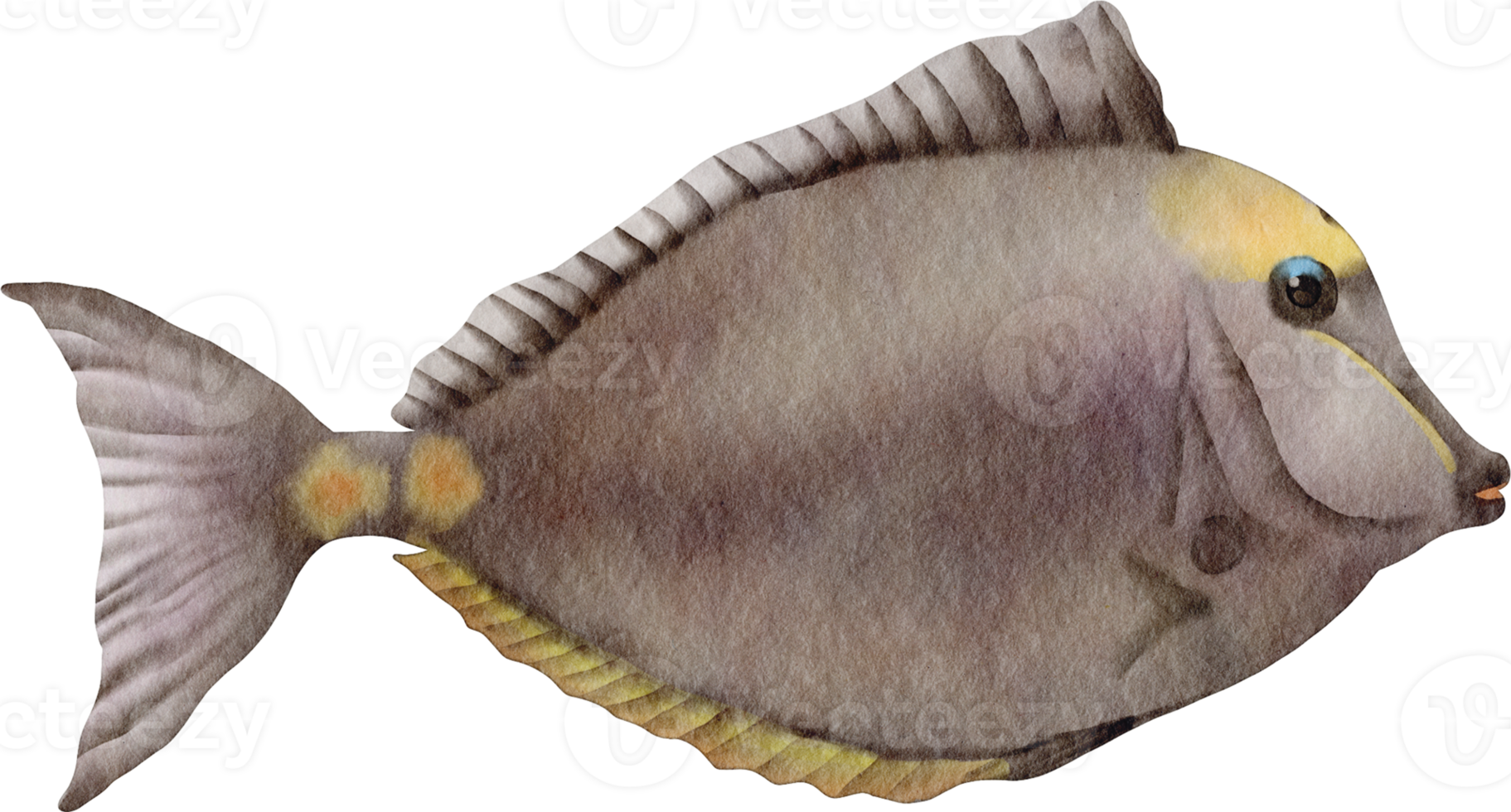 acquerello mare pesce png