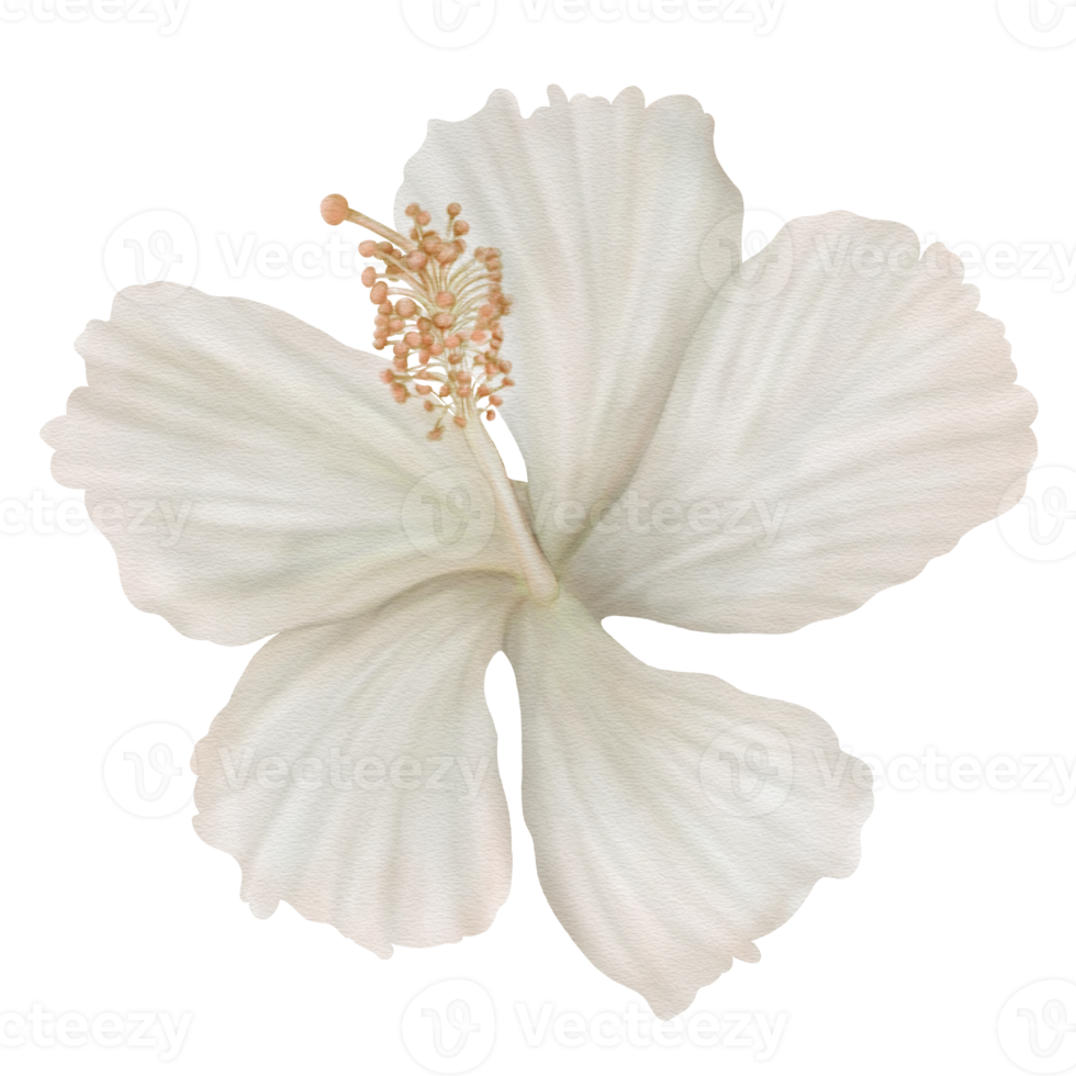 wit hibiscus bloemen bloeiend, voorkant visie, waterverf png